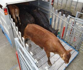 tpcph|Q&A CPH AND LIVESTOCK MOVEMENTS NEW RULES.